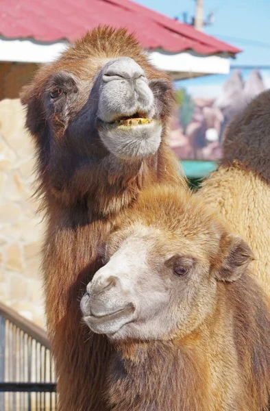 Portrait of a two camels. Portrait of camels in the zoo