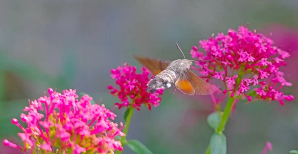 An hummingbird hawk-moth (Macroglossum stellatarum) feeding nectar from flower