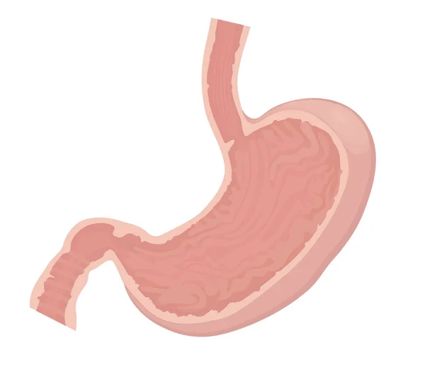 Žaludek vektorové ilustrace. Normální anatomie žaludku — Stockový vektor