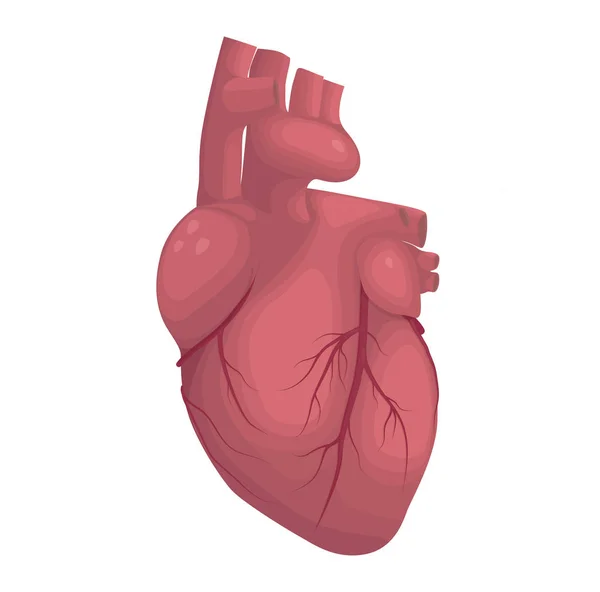 Ilustração do vetor do coração humano. Anatomia cardíaca — Vetor de Stock