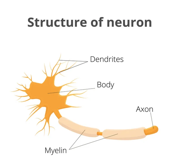 神经元矢量图。紧张的细胞结构 — 图库矢量图片