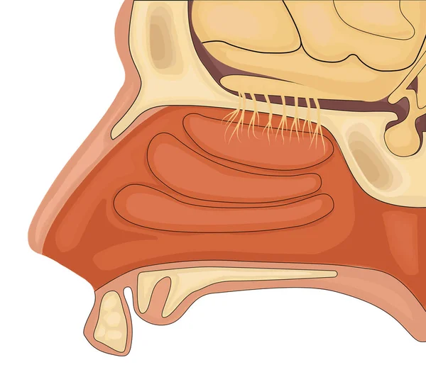 Illustration vectorielle d'olfaction. Anatomie normale de l'organe olfactif humain — Image vectorielle