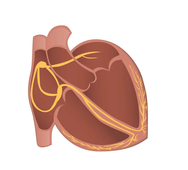 心脏传导系统矢量图示. — 图库矢量图片