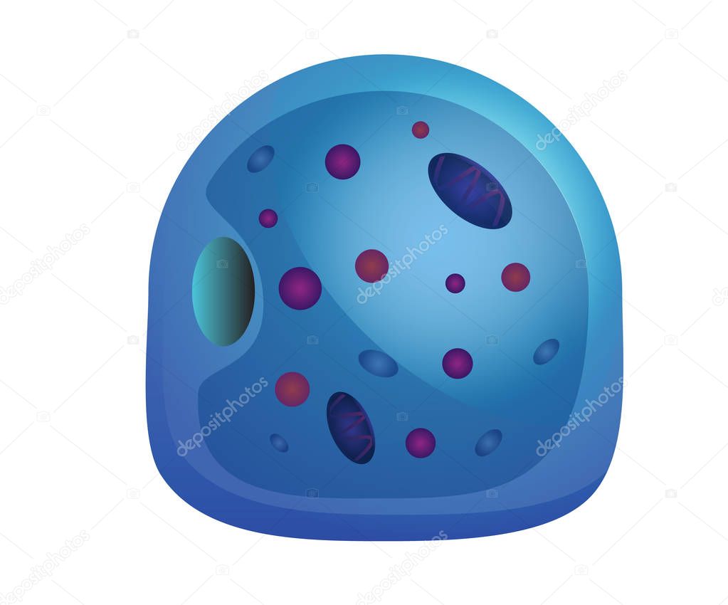 Human cell illustration
