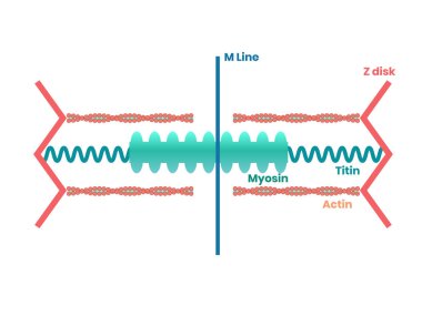 Heart muscle proteins and philament structure. Myosin, actin and titin illustration clipart