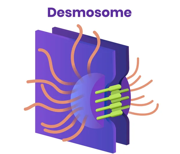 Desmosome vektor. A szűk Sejtkapcsoló illusztrációja — Stock Vector