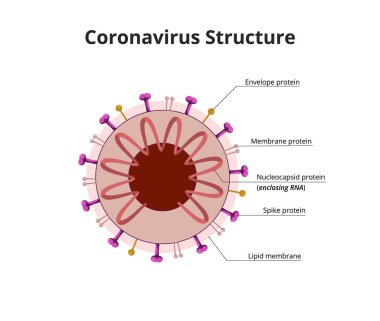 SARS-CoV-2 yapısı. Koronavirüsün anatomisi zar, çivi, protein ve RNA ile kaplıdır.