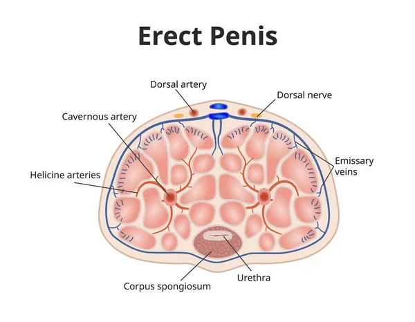 Возвести Анатомию Пениса Иллюстрация Мужской Эрекционной Физиологии Кавернозными Венами Артериями — стоковый вектор