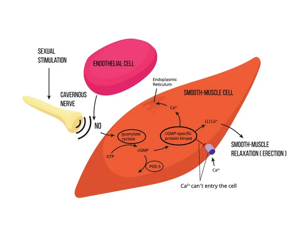 Mechanisme Van Mannelijke Erectie Mannelijke Erectiele Functie Mechanisme Met Enzymatische — Stockvector
