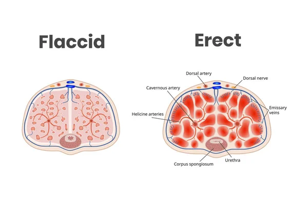 Flaccid Erect Penis Anatomy Role Blood Flow Erection — Stockvector