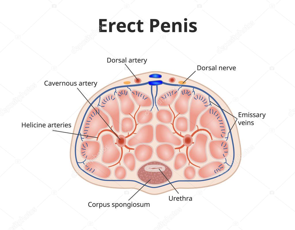Erect penis anatomy. Illustration of male erection physiology with cavernous veins, arteries and nerves
