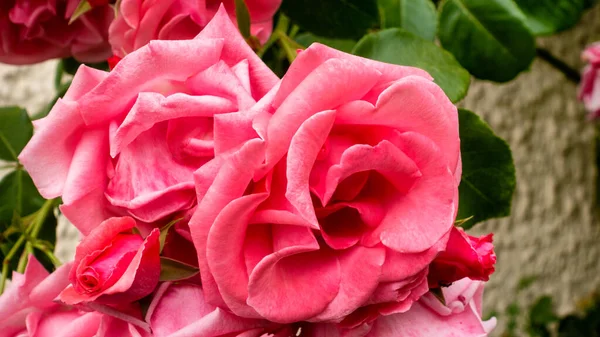 Una bella rosa rossa fiorente — Foto Stock