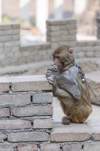 Macaco Encadenado Cuerpo Privado Libertad Fotos de stock libres de derechos