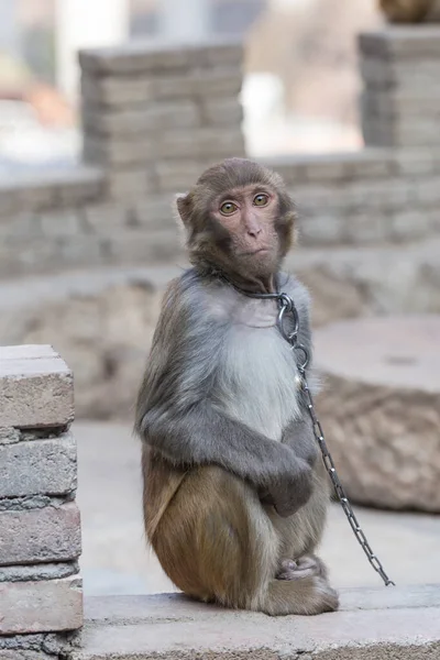 Macaque Enchaîné Son Corps Privé Liberté Images De Stock Libres De Droits