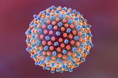 Hepatit C virüs illüstrasyon