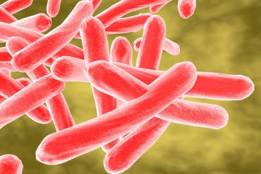 Bakteri Mycobacterium tüberküloz