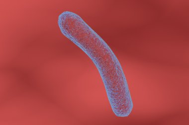 Bakteri Mycobacterium tüberküloz
