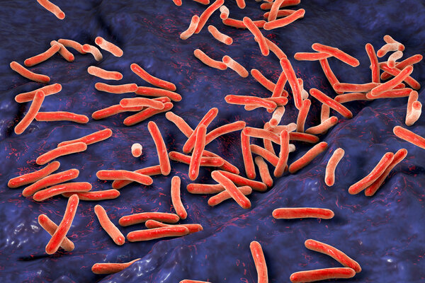 Бактерии Mycobacterium tuberculosis

