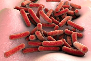 Bakteri Mycobacterium tüberküloz