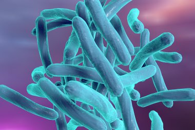 Bakteri Mycobacterium tüberküloz
