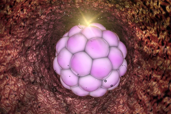 Embryon à un stade précoce dans l'appareil reproducteur — Photo