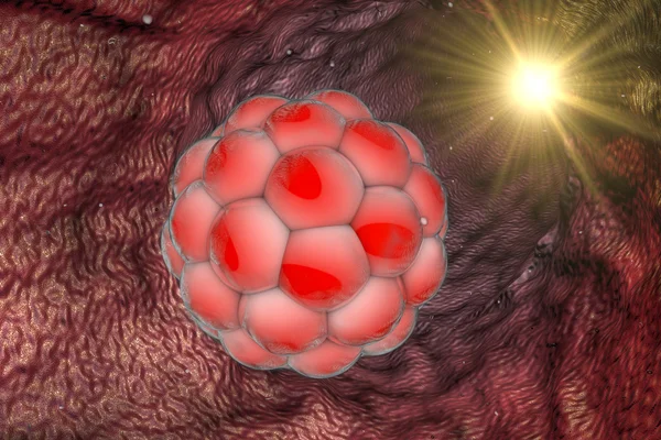 Wczesnym etapie zarodka w dróg rodnych — Zdjęcie stockowe
