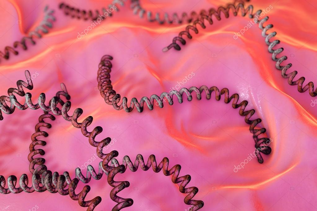 Leptospira, bacteria which cause leptospirosis Stock Photo by