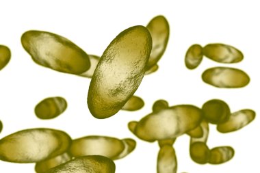 Hıyarcıklı veba bakteri Yersinia pestis