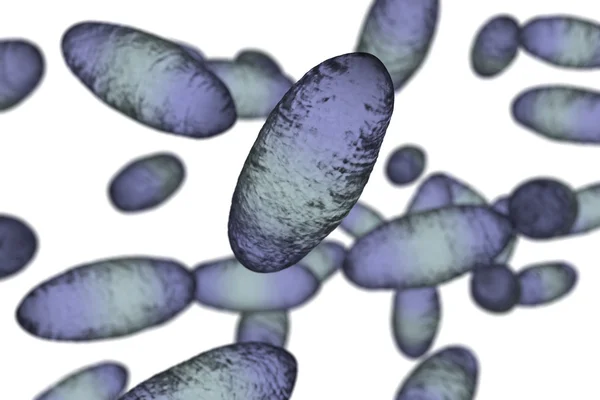 Bactérias da peste bubónica Yersinia pestis — Fotografia de Stock