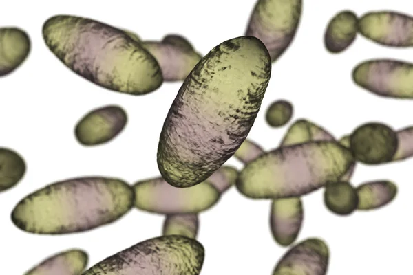 Böldpest bakterier Yersinia pestis — Stockfoto