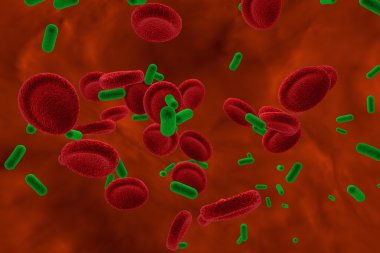 Kan, bacteriemia bakteri