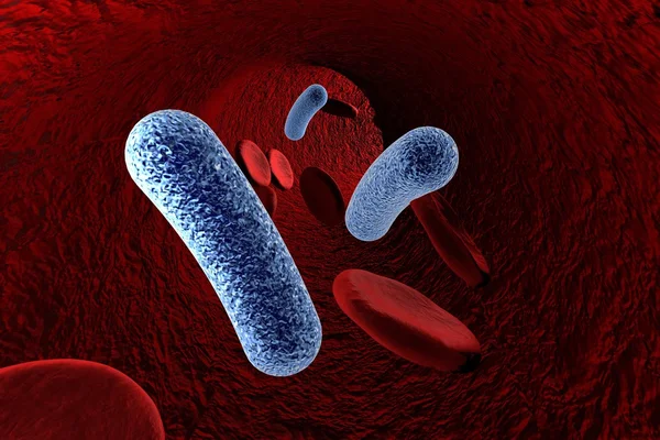 Бактерии в крови, бактериемии — стоковое фото
