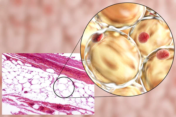 지방 세포, 현미경 사진 및 3d 그림 — 스톡 사진