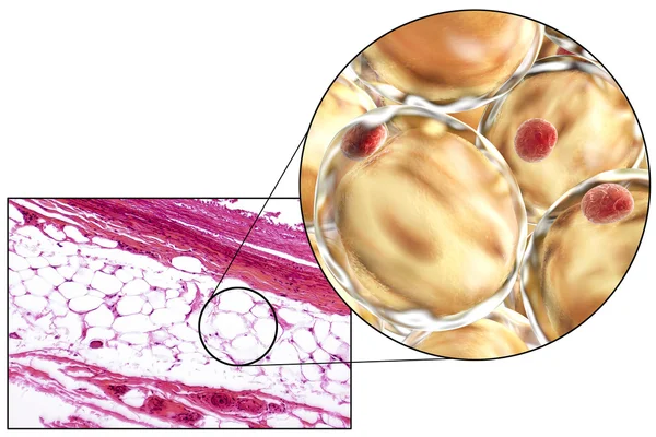 Жировые клетки, микрограф и 3D иллюстрация — стоковое фото