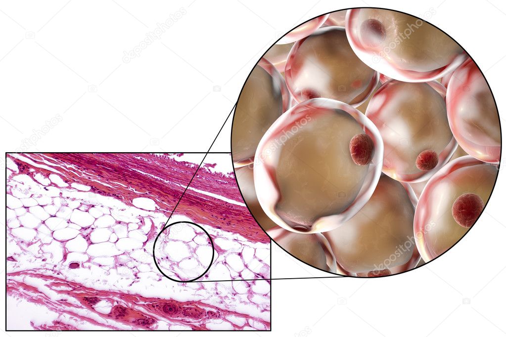 Fat cells, micrograph and 3D illustration