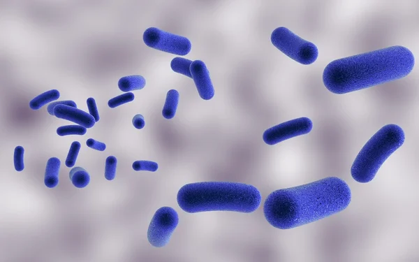 Rod vormige bacteriën — Stockfoto