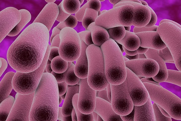 Rod shaped bacteria — Stock Photo, Image