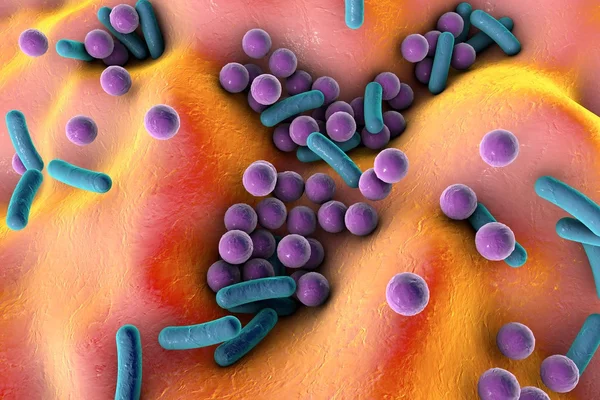 Bacterias en la superficie de la piel, membrana mucosa o intestino — Foto de Stock