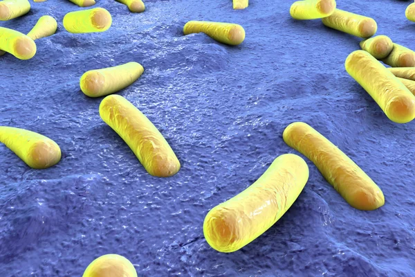 Bakterien auf der Oberfläche von Haut, Schleimhaut oder Darm — Stockfoto