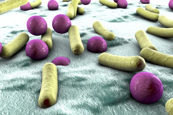 Bacteria on surface of skin, mucous membrane or intestine — Stock Photo, Image