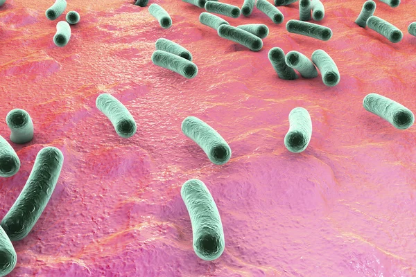 Bakteri pada permukaan kulit, membran lendir atau usus — Stok Foto