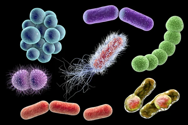 Mikroben unterschiedlicher Form — Stockfoto