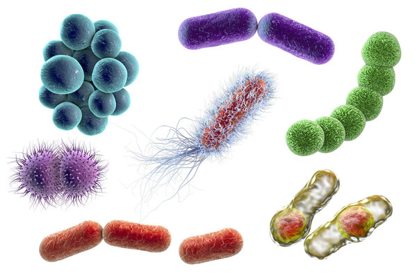 Microbes of different shapes