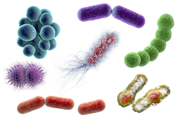 Мікроби різних форм Стокове Фото