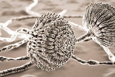 Siyah küf mantarlar