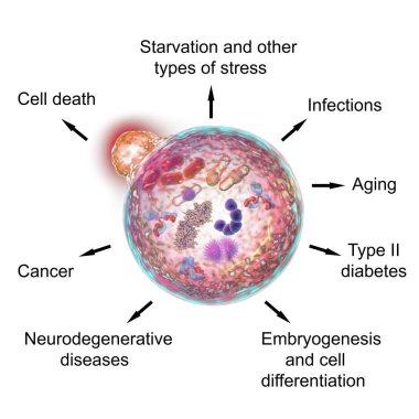 Pathological and physiological functions of autophagy clipart