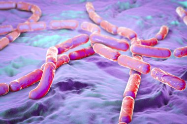 Bacillus cereus bakteri