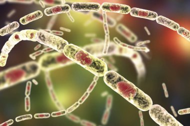 Bakteri Bacillus anthracis
