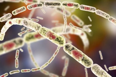 Bakteri Bacillus anthracis