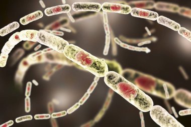 Bakteri Bacillus anthracis